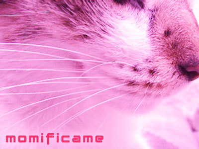 momificame
